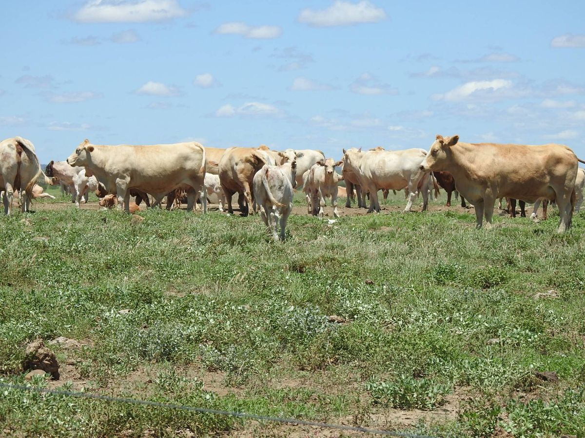 Addarea Winton Brodie Agencies Addarea Winton Brodie Agencies